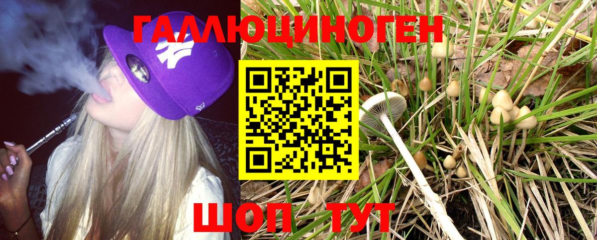 Псилоцибиновые грибы Psilocybe Комсомольск-на-Амуре